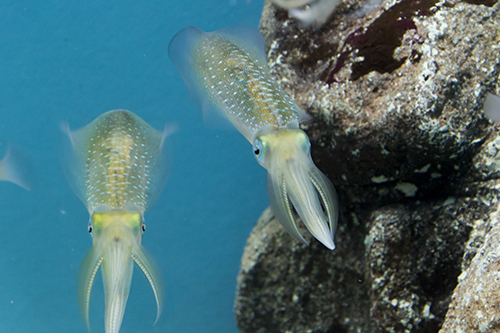 旬の魚 磯料理お食事処 うしお 季節ごとの旬の魚